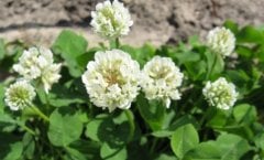 Ak Üçgül Tohumu 1 KG Trifolium Repens Süs Yoncası Bodur Yonca Tohumu