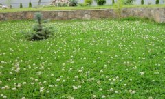 Ak Üçgül Tohumu 1 KG Trifolium Repens Süs Yoncası Bodur Yonca Tohumu