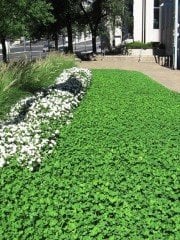 Ak Üçgül Tohumu 2 KG Trifolium Repens Süs Yoncası Bodur Yonca Tohumu