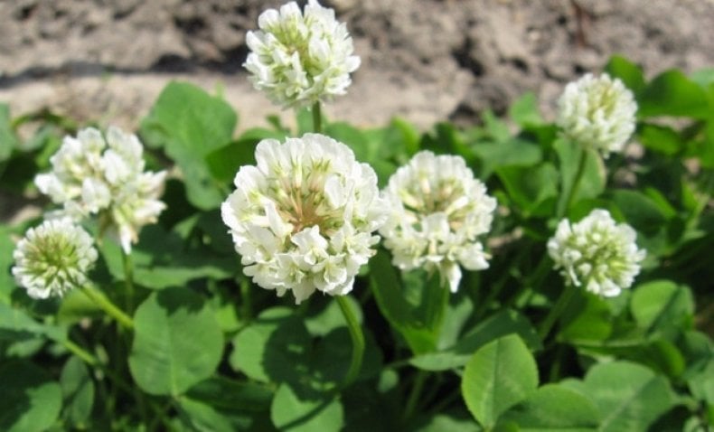 Ak Üçgül Tohumu 2 KG Trifolium Repens Süs Yoncası Bodur Yonca Tohumu