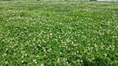 Ak Üçgül Tohumu 10 KG Trifolium Repens Süs Yoncası Bodur Yonca Tohumu
