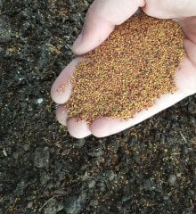 Ak Üçgül Tohumu 10 KG Trifolium Repens Süs Yoncası Bodur Yonca Tohumu