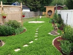 Ak Üçgül Tohumu 10 KG Trifolium Repens Süs Yoncası Bodur Yonca Tohumu