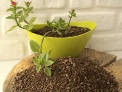 Kil Bilyesi 2 Lt (0-3 Mm) 2 Adet Süs Bitkileri İçin Çiçekli Bitkilere Özel