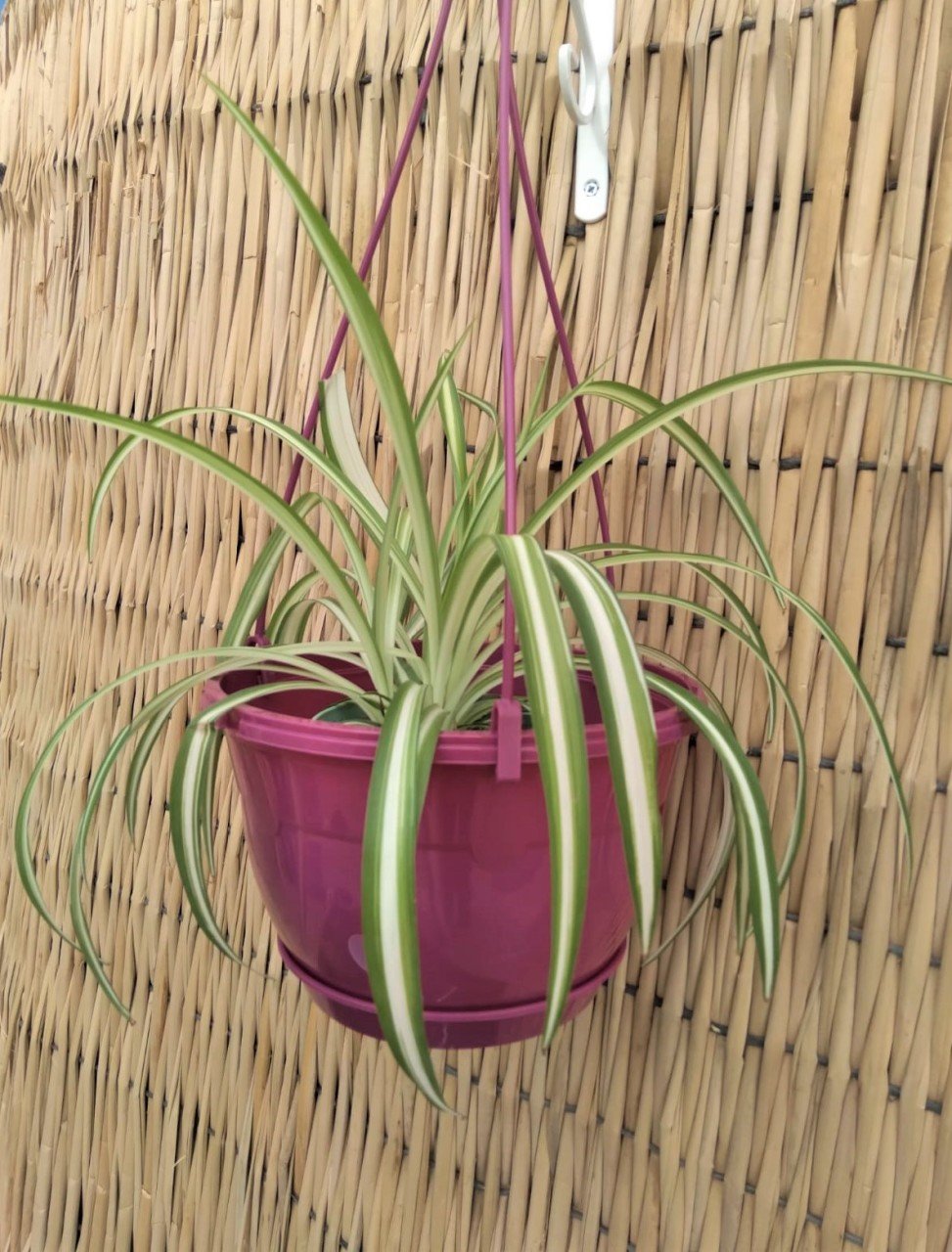 Renkli Askılı Saksı  3,4 LT 3 Adet Vişne Renk Safir Makrome Model Tabaklı Saksı