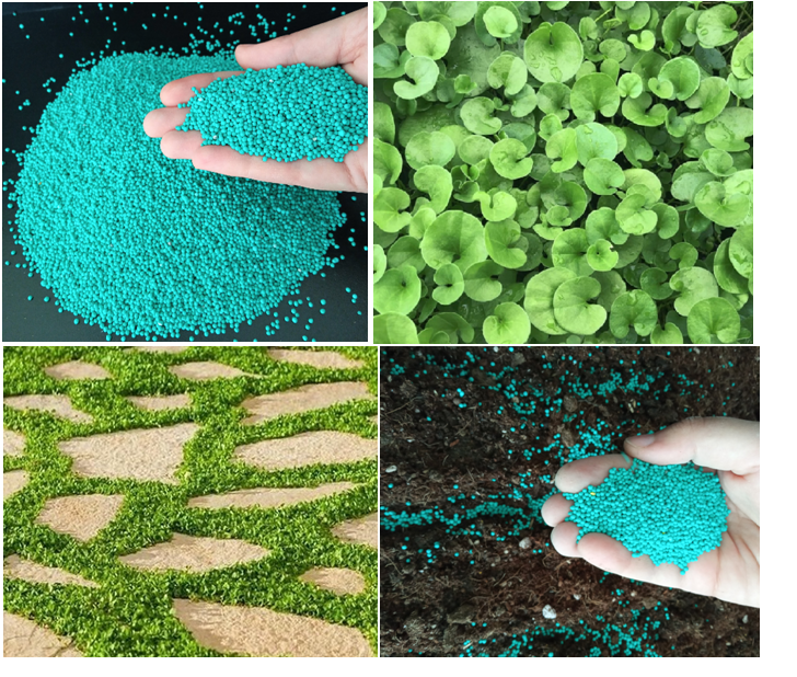 Fare Kulağı Çim Tohumu 250 GR Dichondra Repens  Yer Örtücü Yayılıcı Çim