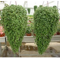 Fare Kulağı Çim Tohumu 500 GR Dichondra Repens  Yer Örtücü Yayılıcı Çim