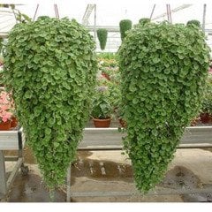Fare Kulağı Çim Tohumu 3 KG  Dichondra Repens  Yer Örtücü Yayılıcı Çim