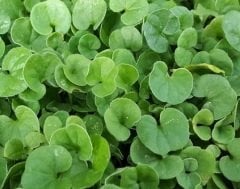 Fare Kulağı Çim Tohumu 3 KG  Dichondra Repens  Yer Örtücü Yayılıcı Çim