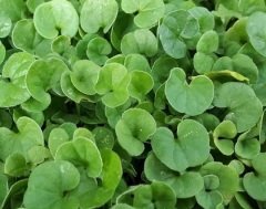Fare Kulağı Çim Tohumu 5 KG  Dichondra Repens  Yer Örtücü Yayılıcı Çim