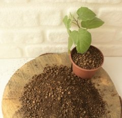 Kil Bilyesi 2 Lt (0-3 Mm) 3 Adet Saksıda Tarım Için Sebze Kil Bilyesi