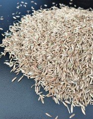 İngiliz Çimi Tohumu 1 KG Lolium Prenne Çim Tohumu