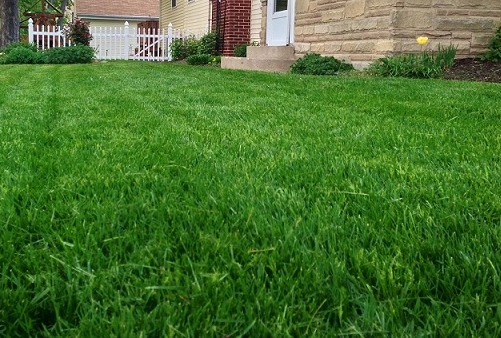 Kamışsı Yumak Tohumu 2 KG  Festuca Arundinacea Çim Tohumu