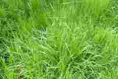 Kamışsı Yumak Tohumu 2 KG  Festuca Arundinacea Çim Tohumu