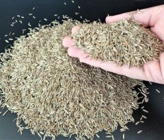 Kamışsı Yumak Tohumu 2 KG  Festuca Arundinacea Çim Tohumu