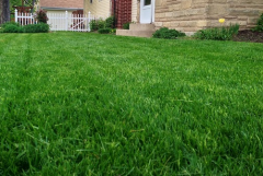 Kamışsı Yumak Tohumu 10 KG  Festuca Arundinacea Çim Tohumu