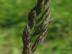 Kırmızı Yumak Tohumu 1 KG Festuca Rubra Çim Tohumu