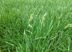 Kırmızı Yumak Tohumu 1 KG Festuca Rubra Çim Tohumu