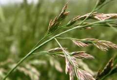 Kırmızı Yumak Tohumu 2 KG Festuca Rubra Çim Tohumu