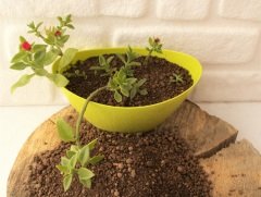 Kil Bilyesi 5 Lt (0-3 Mm) 1 Adet Süs Bitkileri Için Çiçekli Bitkilere Özel
