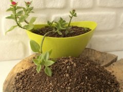 Kil Bilyesi 5 Lt (0-3 Mm) 1 Adet Süs Bitkileri Için Çiçekli Bitkilere Özel