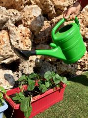 10 LT Yeşil Sulama Kabı  ADET SEÇİNİZ