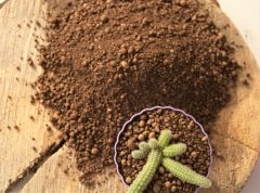 Kil Bilyesi 5 lt (0-3 MM) 1 Adet Kaktüs Sukulent Orkide Kil Bilyesi