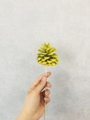 Çam Kozalağı 6 Adet Sarı Renkli Kozalak Doğal Yılbaşı Kozalağı Dekoratif Kozalak Süs Kozalağı