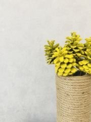 Çam Kozalağı 8 Adet Sarı Renkli Kozalak Doğal Yılbaşı Kozalağı Dekoratif Kozalak Süs Kozalağı