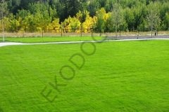 Çim Tohumu 250 GR 4 Karışım Çim Tohum Basmaya Susuzluğa Dayanıklı Çim Tohumu