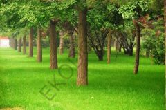 Çim Tohumu 250 GR 4 Karışım Çim Tohum Basmaya Susuzluğa Dayanıklı Çim Tohumu