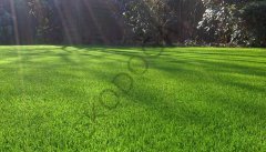 Çim Tohumu 250 GR 4 Karışım Çim Tohum Basmaya Susuzluğa Dayanıklı Çim Tohumu