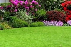 Çim Tohumu 1 KG 4 Karışım Çim Tohum Basmaya Susuzluğa Dayanıklı Çim