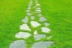 Çim Tohumu 3 KG 4 Karışım Çim Tohum Basmaya Susuzluğa Dayanıklı Çim