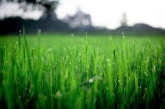 Çim Tohumu 5 KG 4 Karışım Çim Tohum Basmaya Susuzluğa Dayanıklı Çim