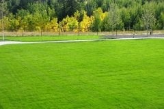 Çim Tohumu 10 KG 4 Karışım Çim Tohum Basmaya Susuzluğa Dayanıklı Çim