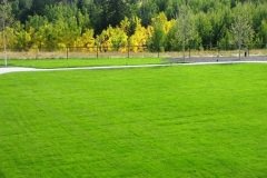 Çim Tohumu 25 KG 4 Karışım Çim Tohum Basmaya Susuzluğa Dayanıklı Çim