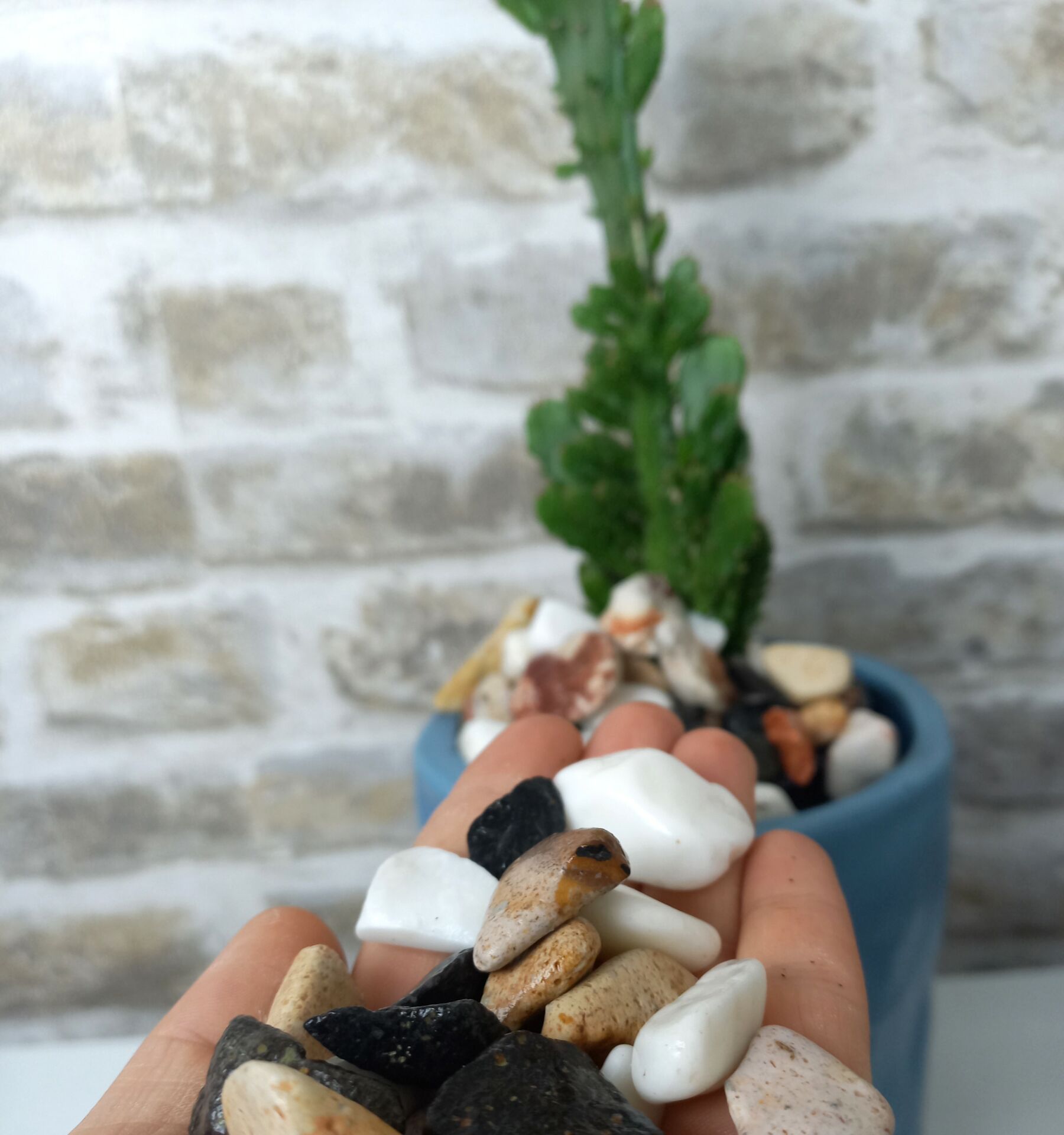Renkli Çakıl Taşı 2 Kg 1-2 cm Saksı Dibi Teraryum Saksı Süs Vazo Dibi Dekoratif Dolomit Taş