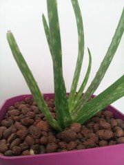 Kil Bilyesi 2 Lt 3-8 MM Genleştirilmiş Kil Bilyesi Hidroponik