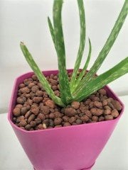 Kil Bilyesi 2 Lt 8-16 MM Genleştirilmiş Kil Bilyesi Hidroponik