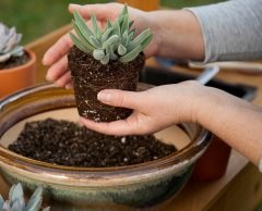 Kaktüs Toprağı 5 LT Sukulent Lithops Aloe vera Özel Toprak