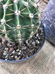 Kaktüs Toprağı 20 LT Sukulent Lithops Aloe vera Özel Toprak