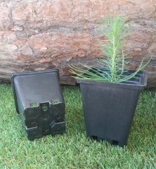 Kare Üretim Saksısı 15 Adet 0,23 LT Siyah Plastik Saksı