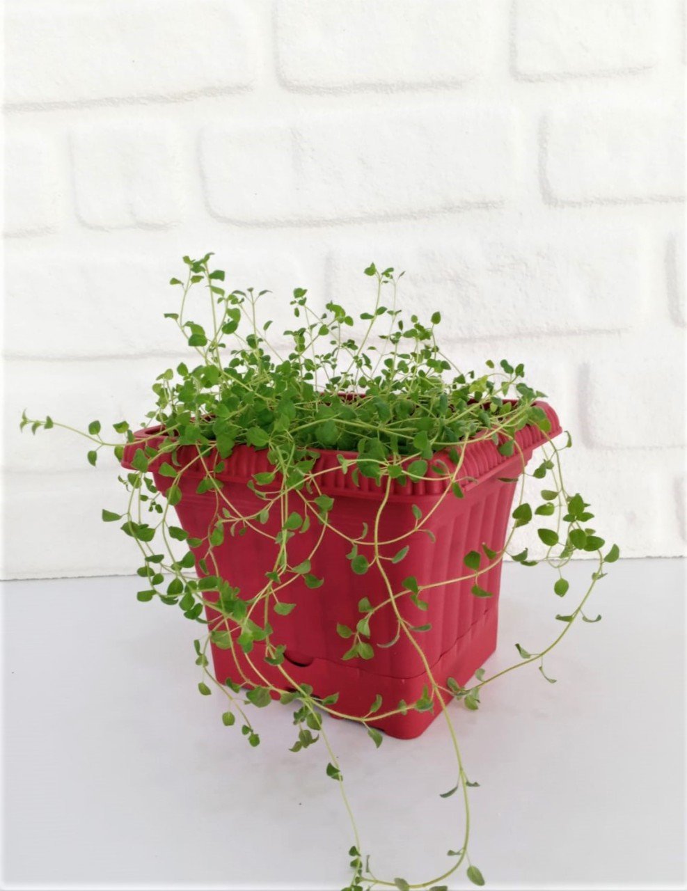 Balkon Saksısı 2,2 Lt 1 Adet Ova Balkon Model Kırmızı Renkli Plastik Saksı