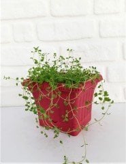 Balkon Saksısı 2,2 Lt 1 Adet Ova Balkon Model Kırmızı Renkli Plastik Saksı