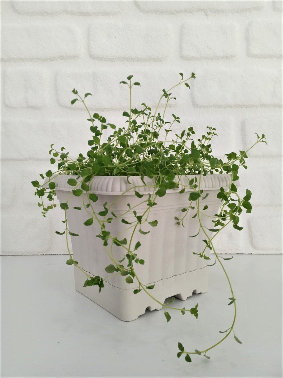 Balkon Saksısı 2,2 Lt 2 Adet Ova Balkon Model Krem Renkli Plastik Saksı