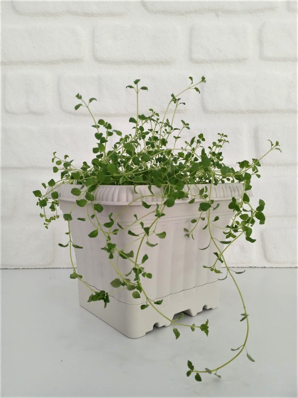 Balkon Saksısı 2,2 Lt 1 Adet Ova Balkon Model Krem Renkli Plastik Saksı