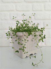 Balkon Saksısı 2,2 Lt 1 Adet Ova Balkon Model Krem Renkli Plastik Saksı