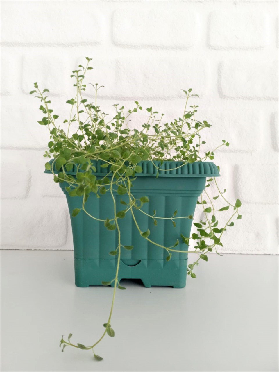 Balkon Saksısı 2,2 Lt 1 Adet Ova Balkon Model Petrol Yeşili Renkli Plastik Saksı