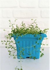 Balkon Saksısı 2,2 Lt 2 Adet Ova Balkon Model Turkuaz Renkli Plastik Saksı